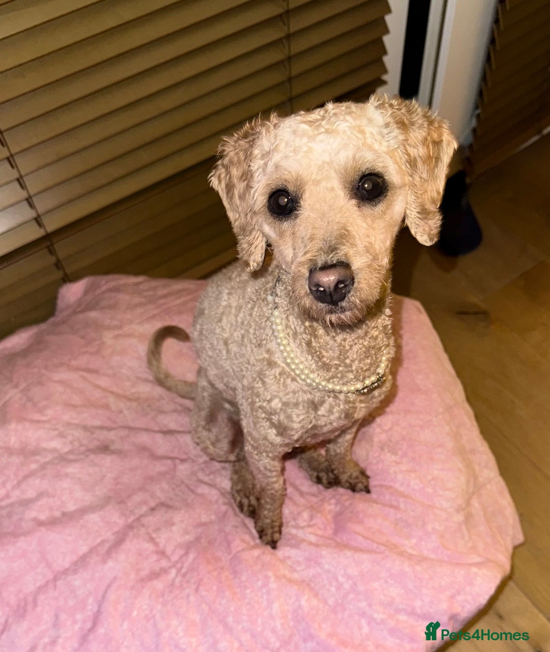 Mixed Breed dogs for sale: Beautiful 16 month Cavapoochon - Advert 5