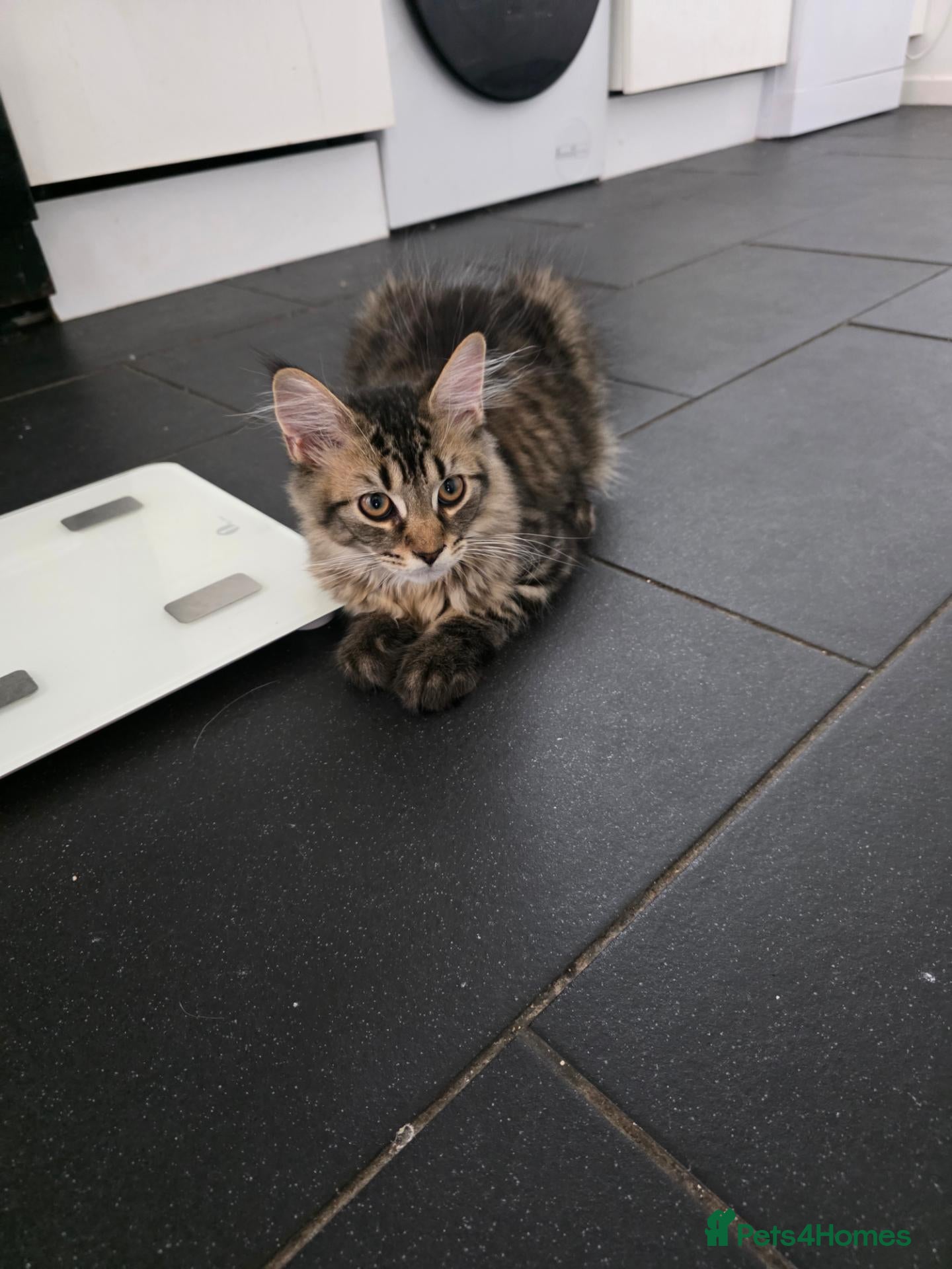 Maine Coon cats Ready now adorable maine coon Kittens 2 boys - Advert 2