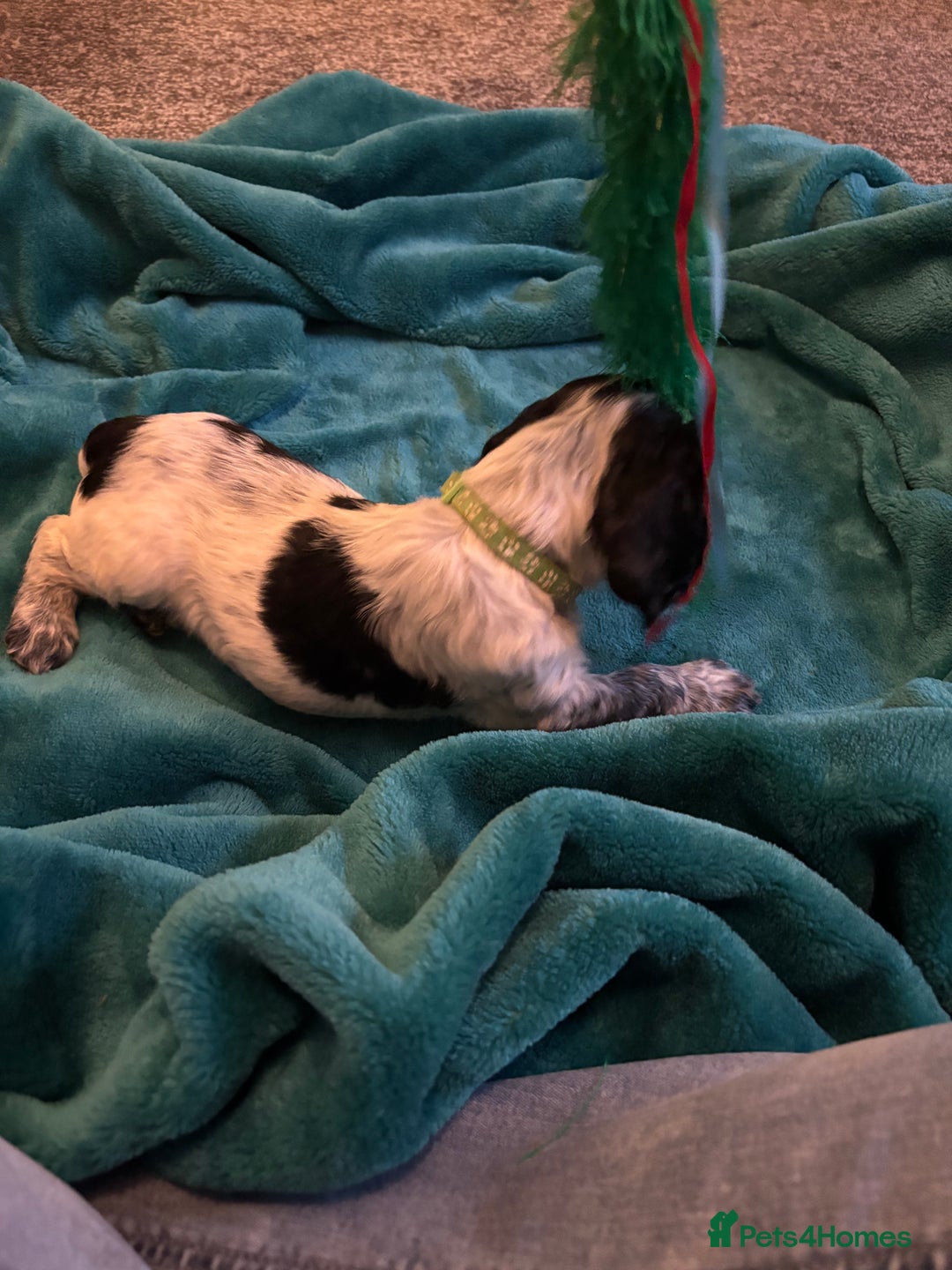 Cocker Spaniel dogs for sale: Georgous blue roan cocker spaniels - Image 27