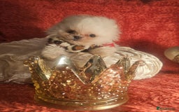 Pomeranian dogs for sale: Gorgeous teddybear tiny pomeranian male puppy  - Image 3