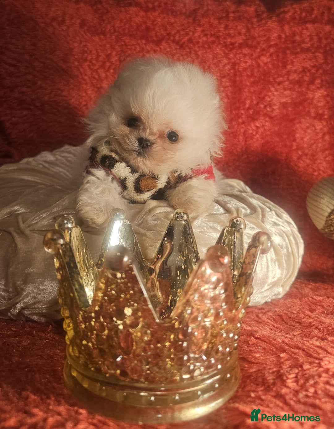 Pomeranian dogs for sale: Gorgeous teddybear tiny pomeranian male puppy  - Image 3