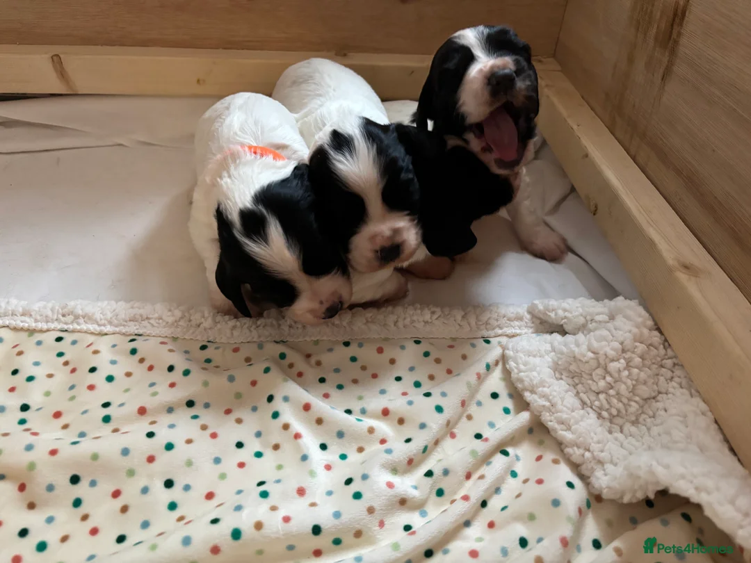 Cocker Spaniel dogs for sale: Working cocker spaniel puppies, Penylan, Cardiff  - Advert 1