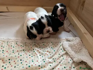 Cocker Spaniel dogs Working cocker spaniel puppies, Penylan, Cardiff - Advert 1