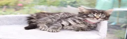 Mixed Breed cats for sale: Tabby Kittens Ready Soon - Advert 15