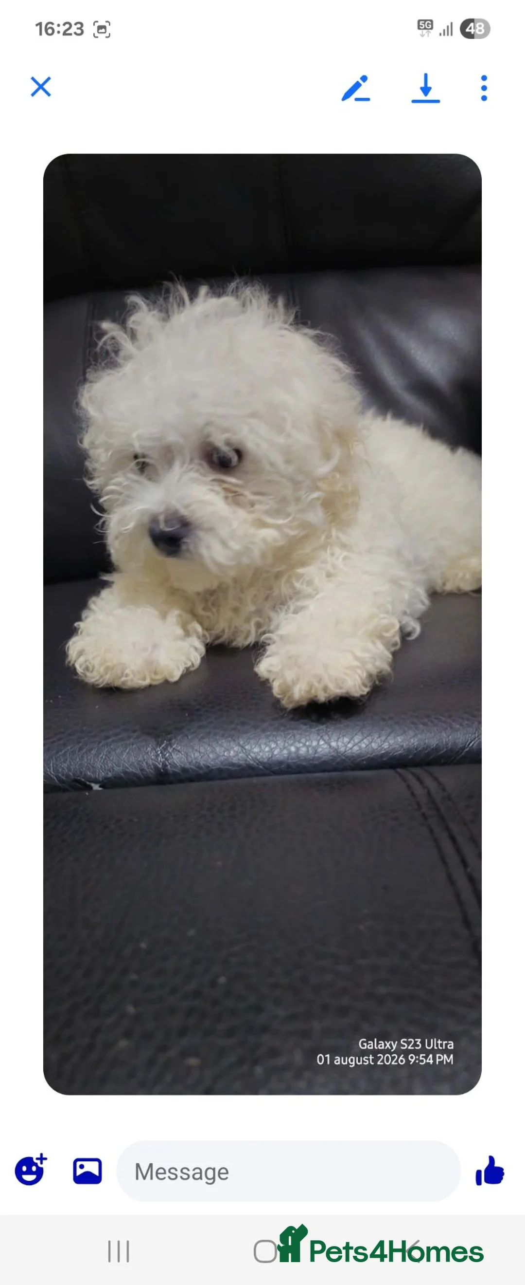Maltese dogs for sale: Maltese pupies - Advert 2
