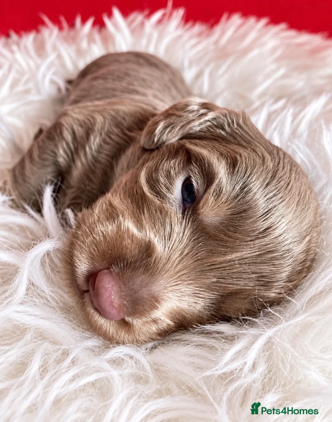 Miniature Dachshund dogs for sale: Miniature Dachshund Puppies Longhaired  - Advert 28