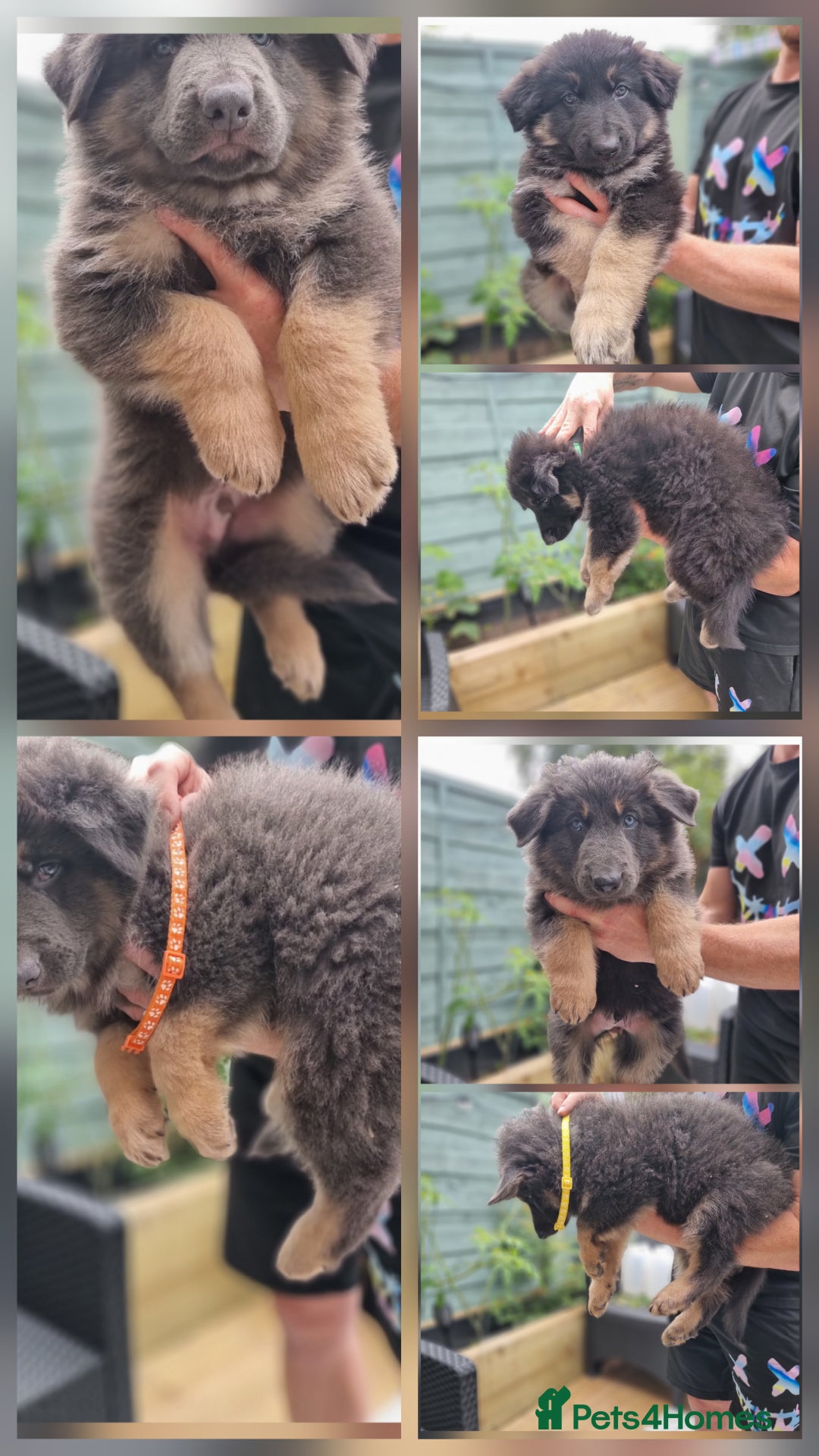 German Shepherd dogs for sale:  kc,health tested straight back german shepherd - Image 1