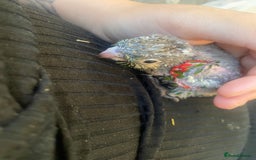 Mixed Breed birds for sale: Hand reared conures and avairy budgies  - Image 3
