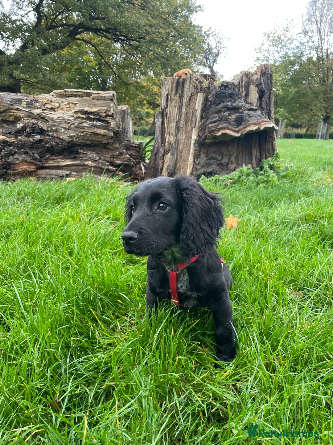 Sprocker dogs for stud: Gorgeous sprocker for stud (free)  - Image 15