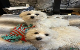 Havanese dogs for sale: Extra mini Havanese x Maltese puppies - Image 2