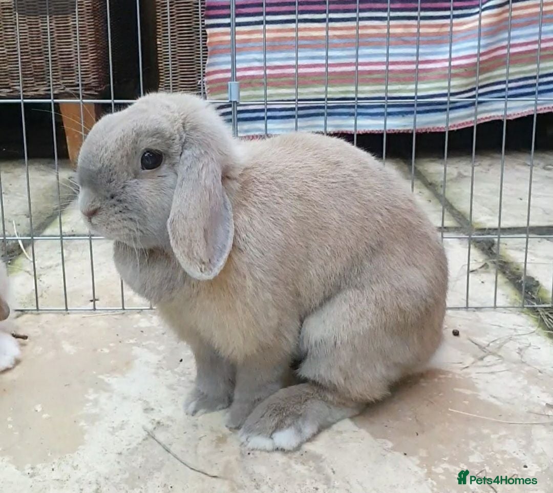 Mini Lop rabbits Super friendly minilop - Advert 4