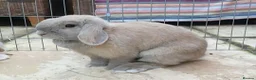 Mini Lop rabbits for sale: Super friendly minilop - Advert 1
