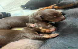 Miniature Dachshund dogs for sale: Dachshund puppies  - Image 4