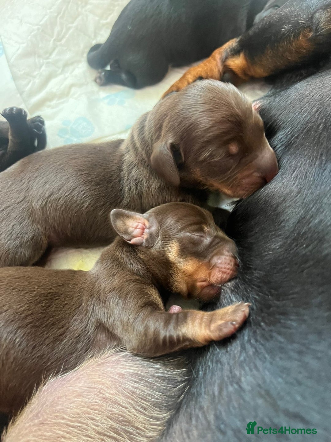 Miniature Dachshund dogs for sale: Dachshund puppies  - Image 4