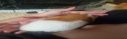 Guinea Pig rodents for sale: Female guinea pigs  - Advert 3