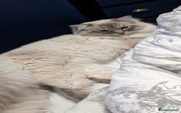 Ragdoll cats for sale: 2 year old ragdoll male - Image 4