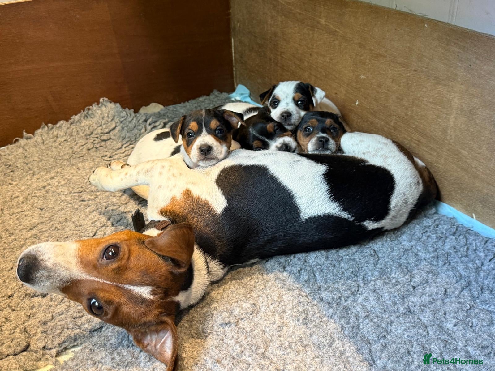 Jack Russell dogs Gorgeous little Jack Russell’s - Advert 1