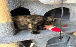 Domestic Shorthair cats for sale: tortoiseshell Kitten  - Image 13