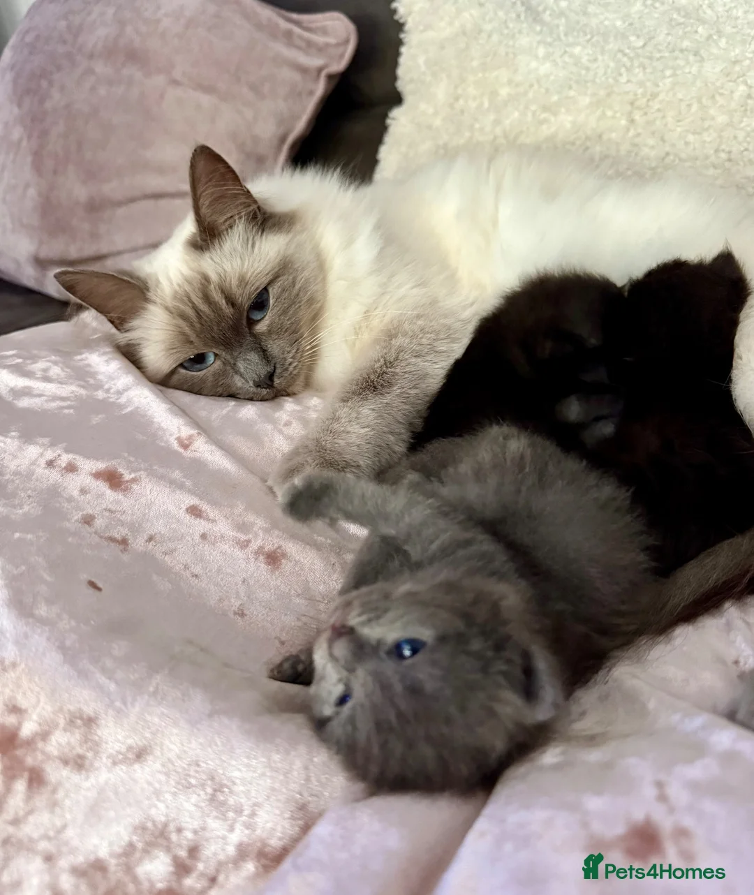 Ragdoll cats for sale: Ragdoll / Mixed. 3 beautiful kittens  in Ashbourne - Advert 2