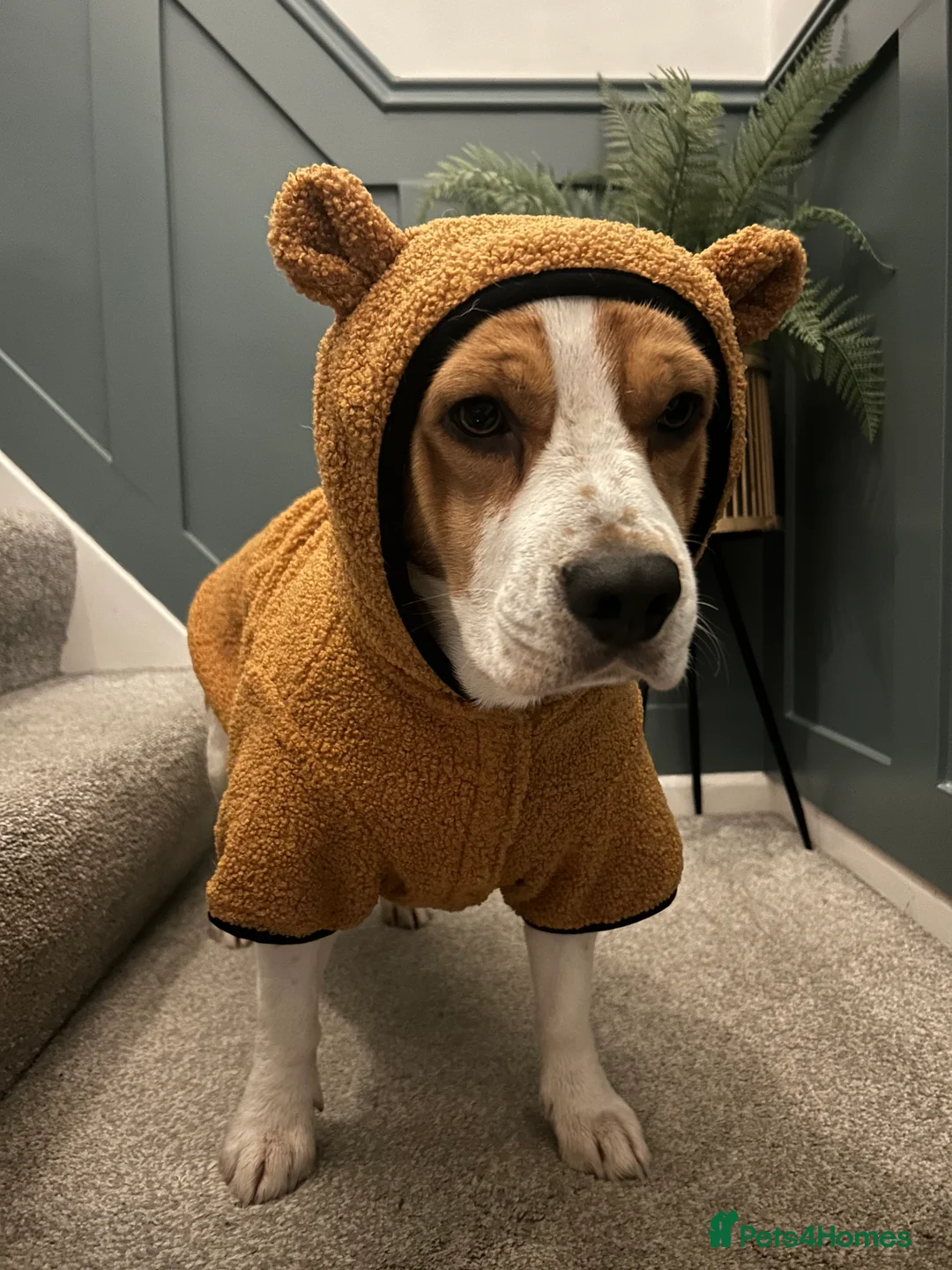 Beagle dogs for stud: Beagle stud tri colour PROVEN 100% success rate  in Preston - Advert 6