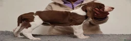 Bracco Italiano dogs for sale: Wonderful litter  - Advert 16
