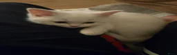 Scottish Fold cats for sale: Scottish straight kitten for sale  in Leeds - Advert 6