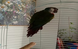 Conures birds for sale: Semi tame white eared conure with cage - Image 3