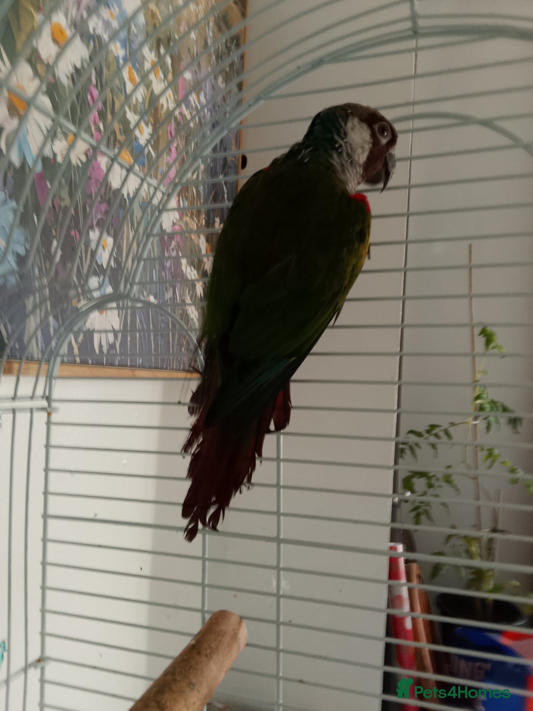 Conures birds for sale: Semi tame white eared conure with cage - Image 3