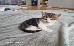 Mixed Breed cats for sale: 5 Cute Kittens For Sale!!! - Image 7
