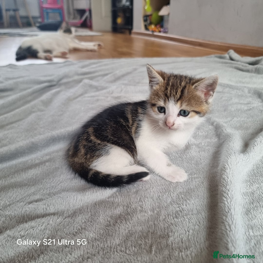 Mixed Breed cats for sale: 5 Cute Kittens For Sale!!! - Image 7