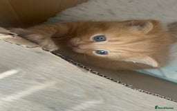 British Shorthair cats for sale: British Shorthair X kittens - Image 4