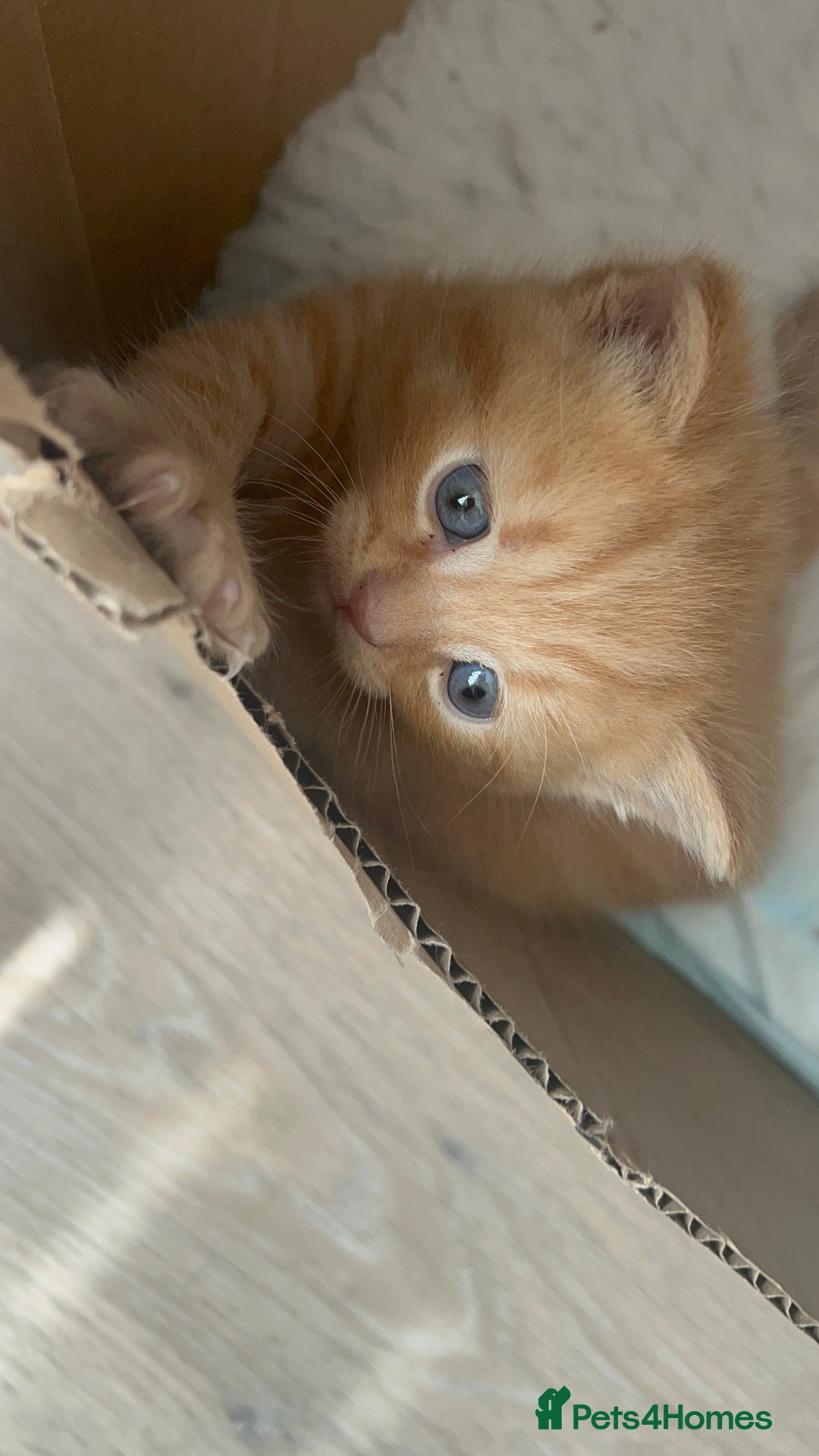 British Shorthair cats for sale: British Shorthair X kittens - Image 4