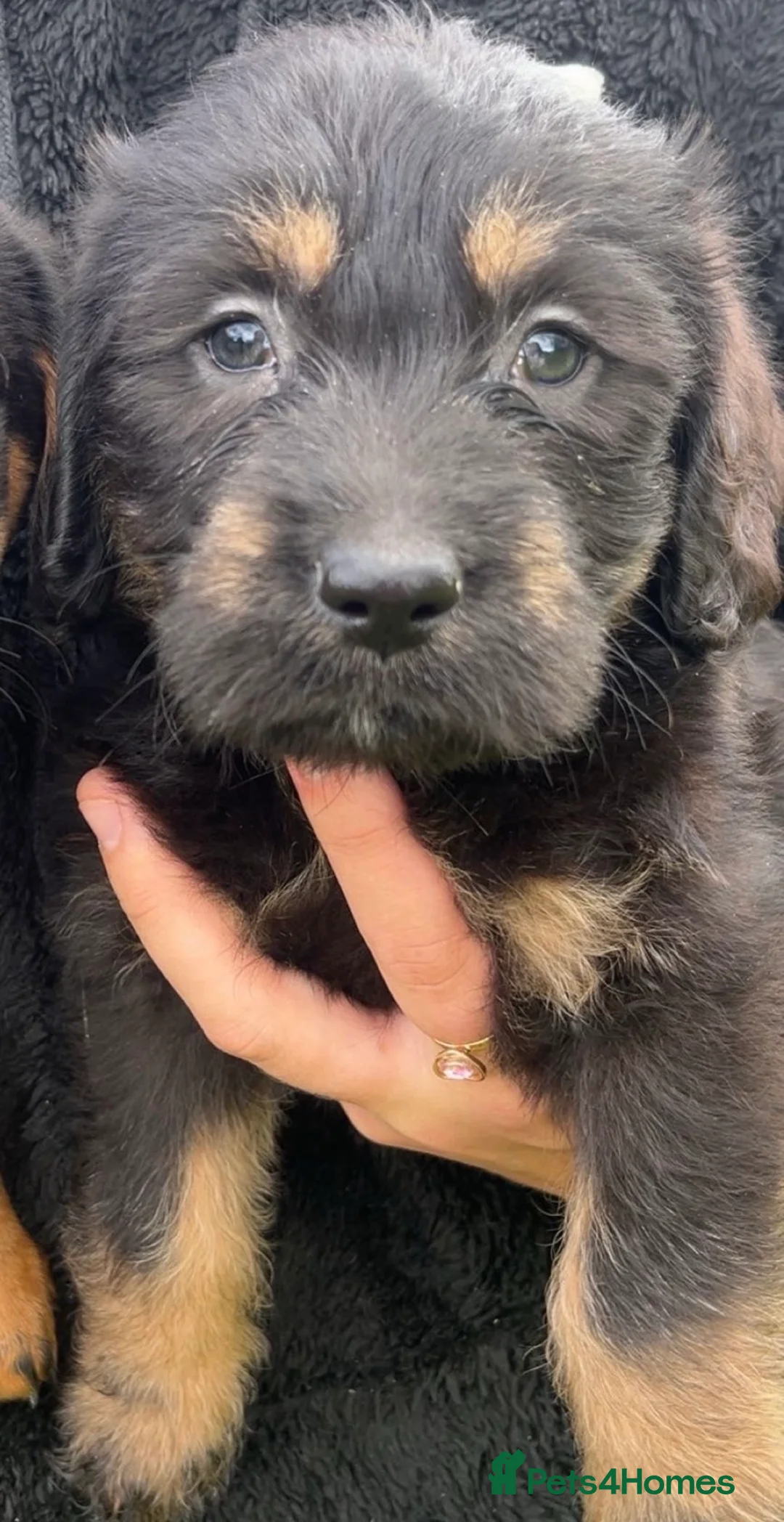 Mixed Breed dogs for sale: Labradoodle only 1 beautiful pups left  - Advert 2