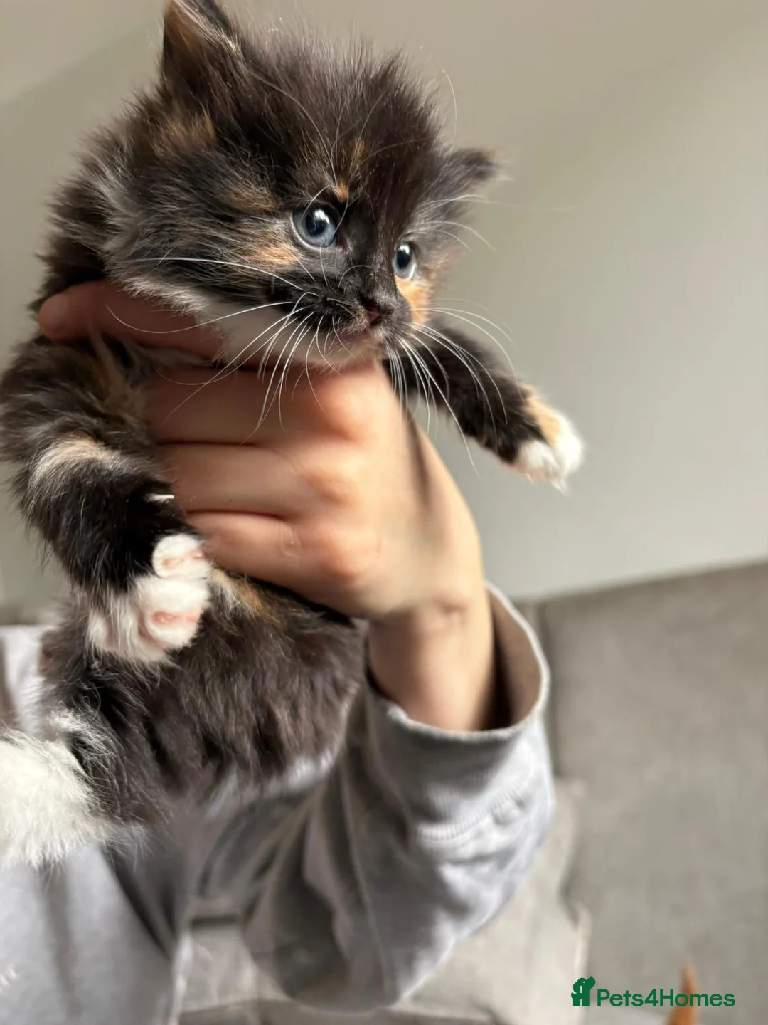 Russian Blue cats for sale: Beautiful mixed Russian blue kittens  - Advert 2