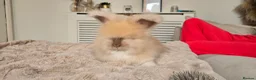 Angora rabbits for sale: 🐰English angora last boy ready now🐰 - Advert 3