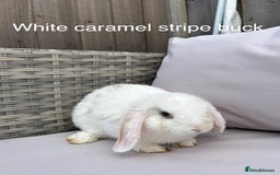 Mini Lop rabbits for sale: Beautiful baby mini lop rabbits  - Image 14