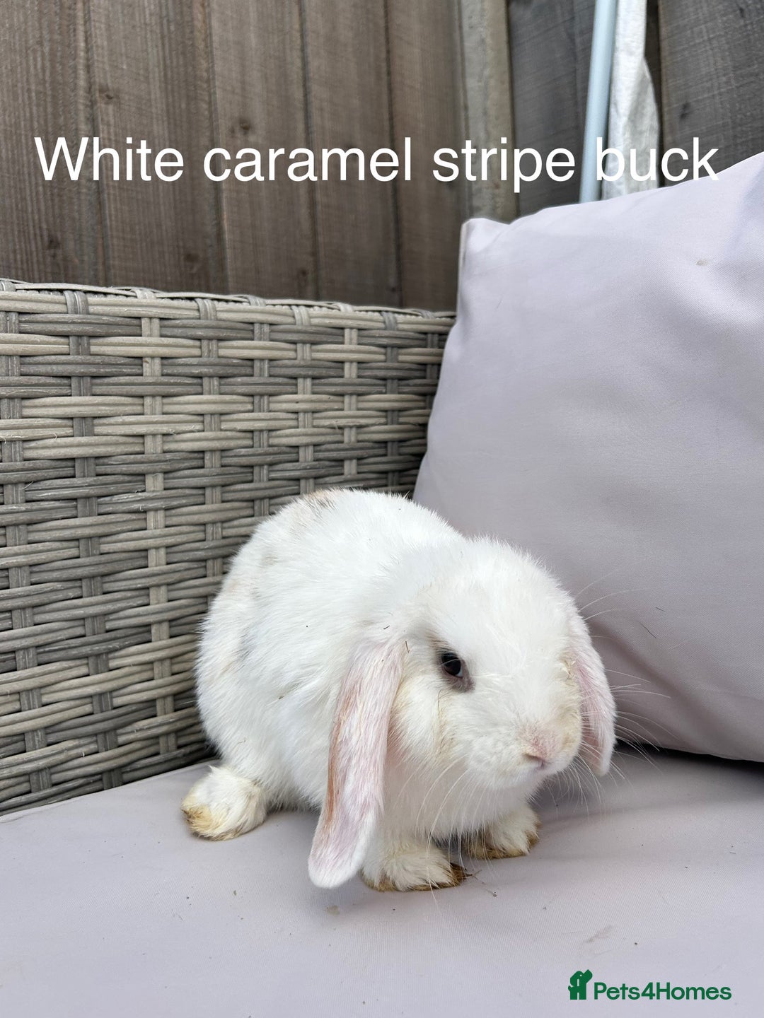 Mini Lop rabbits for sale: Beautiful baby mini lop rabbits  - Image 14