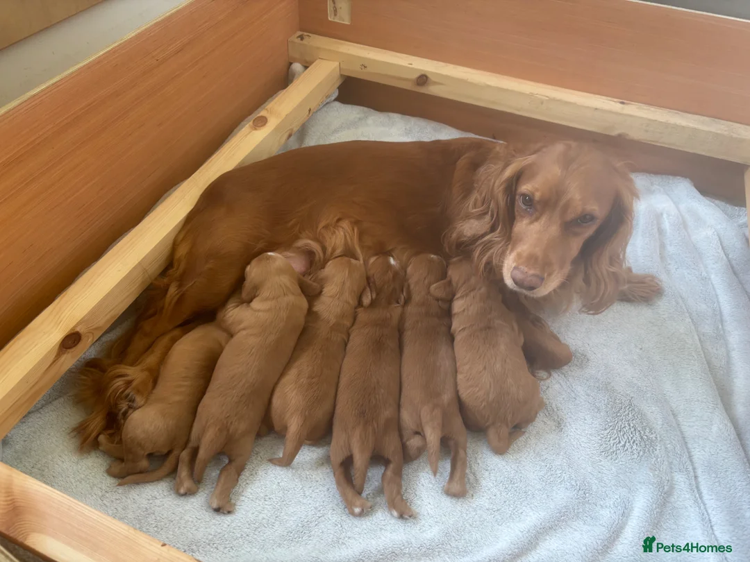 Cocker Spaniel dogs for sale: Beautiful KC Reg. Working Cocker Spaniels  - Advert 8