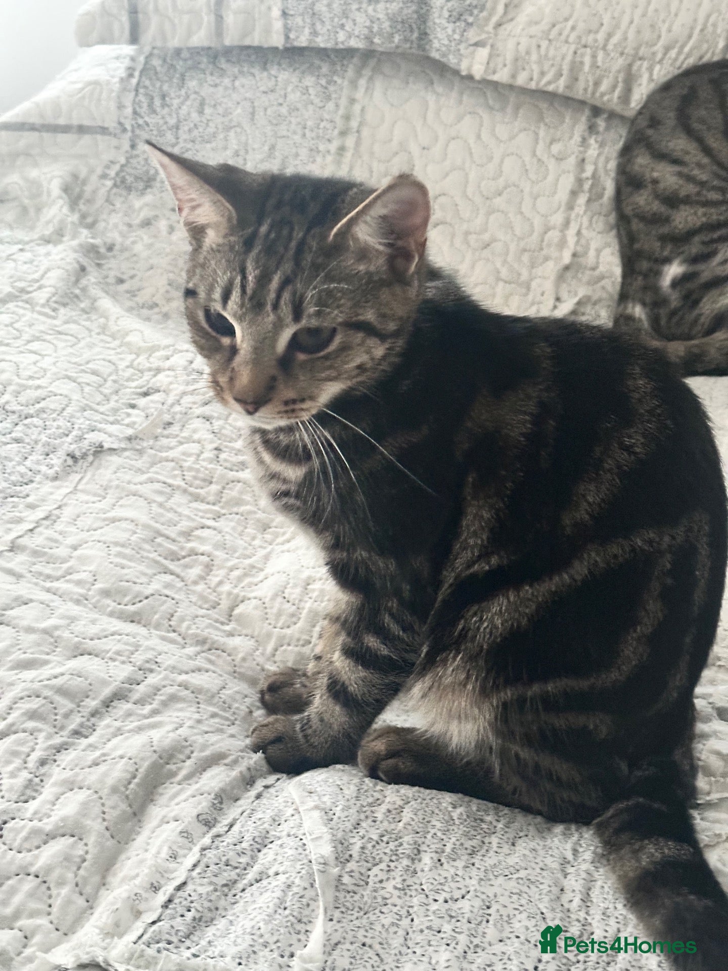Mixed Breed cats Absolutely gorgeous female kitten for sale - Advert 13
