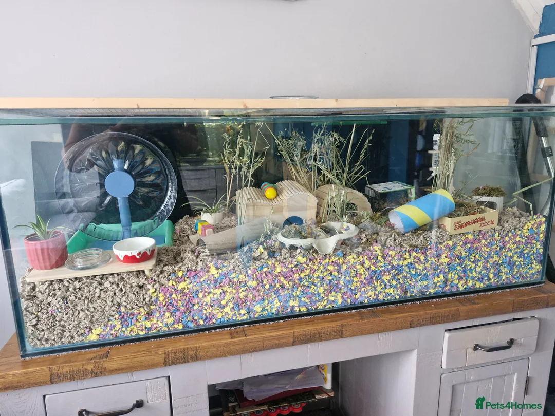 Hamster rodents for sale: Syrian male hamster with big enclosure - Advert 2