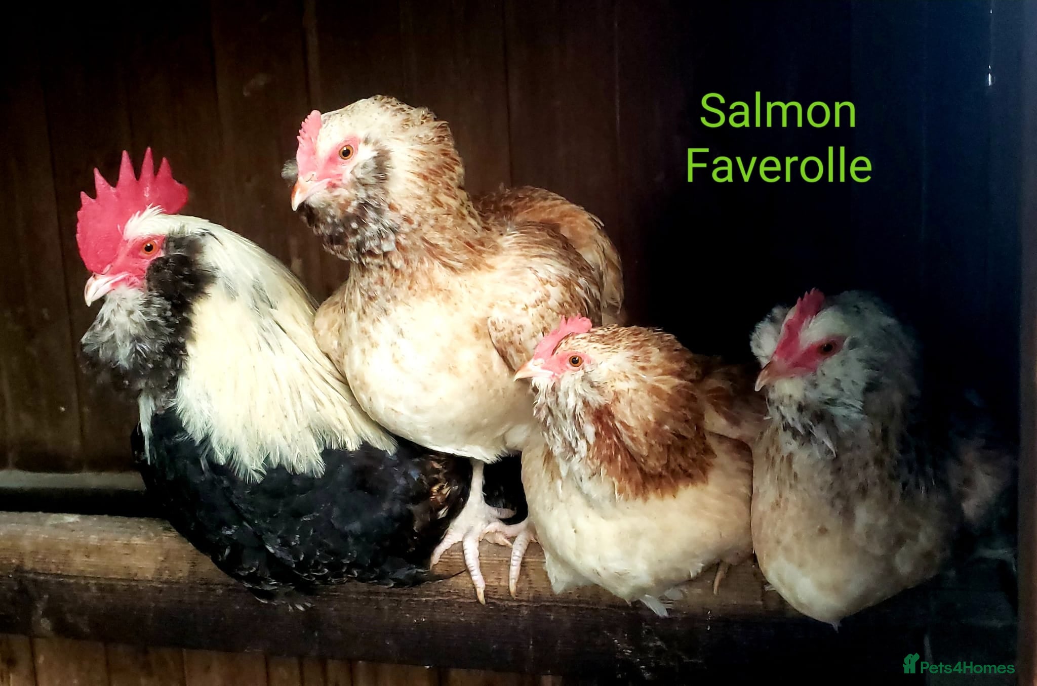 Chickens poultry Pure breed chicks/eggs, turkeys and peafowl  - Advert 7