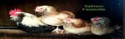 Chickens poultry for sale: Various Pure breed chicks/eggs + turkeys - Advert 6