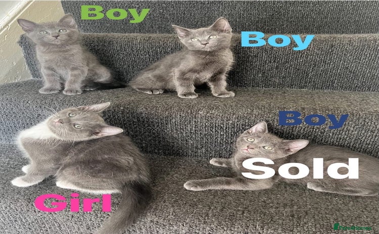 Ragdoll cats - Advert 12