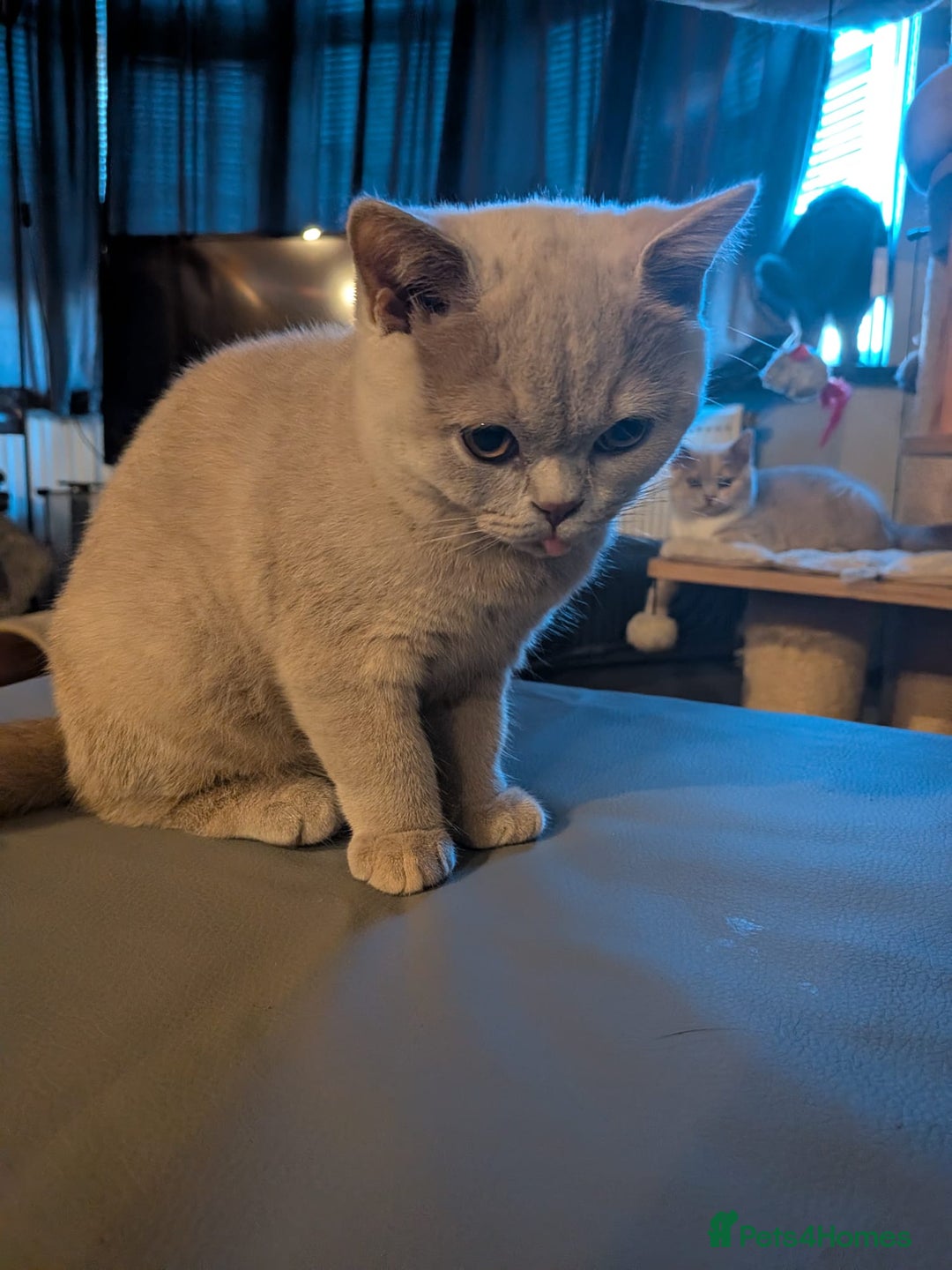 British Shorthair cats for sale: GCCF Registered Championship Line BSH Kittens - Advert 10
