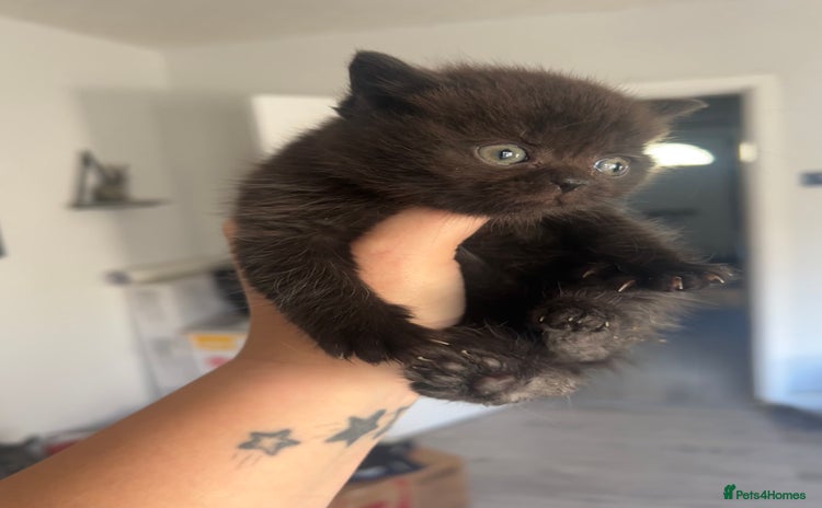 British Shorthair cats - Advert 16