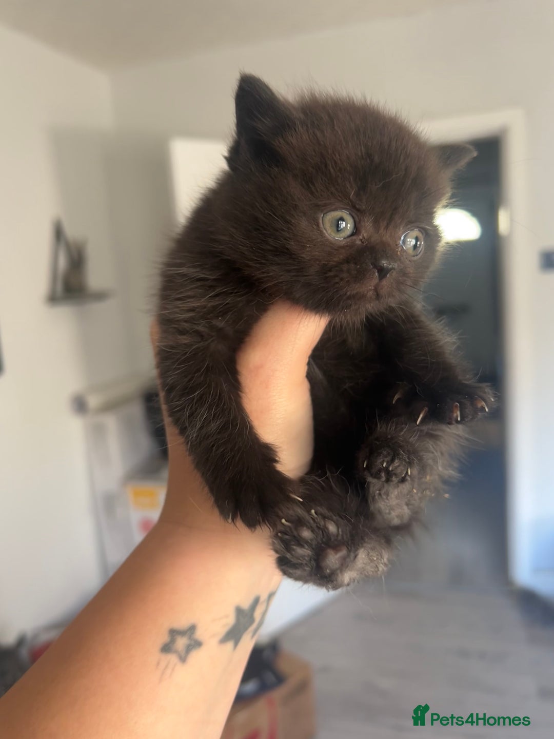 British Shorthair cats for sale: British short haired kittens ❤️ - Advert 1