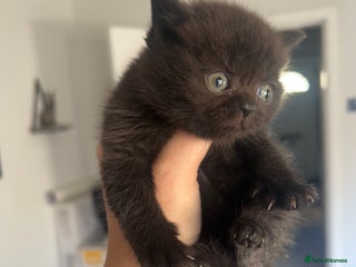British Shorthair cats British short haired kittens ❤️ - Advert 14