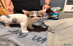 Mixed Breed cats for sale: Mixed breed kittens - Image 2