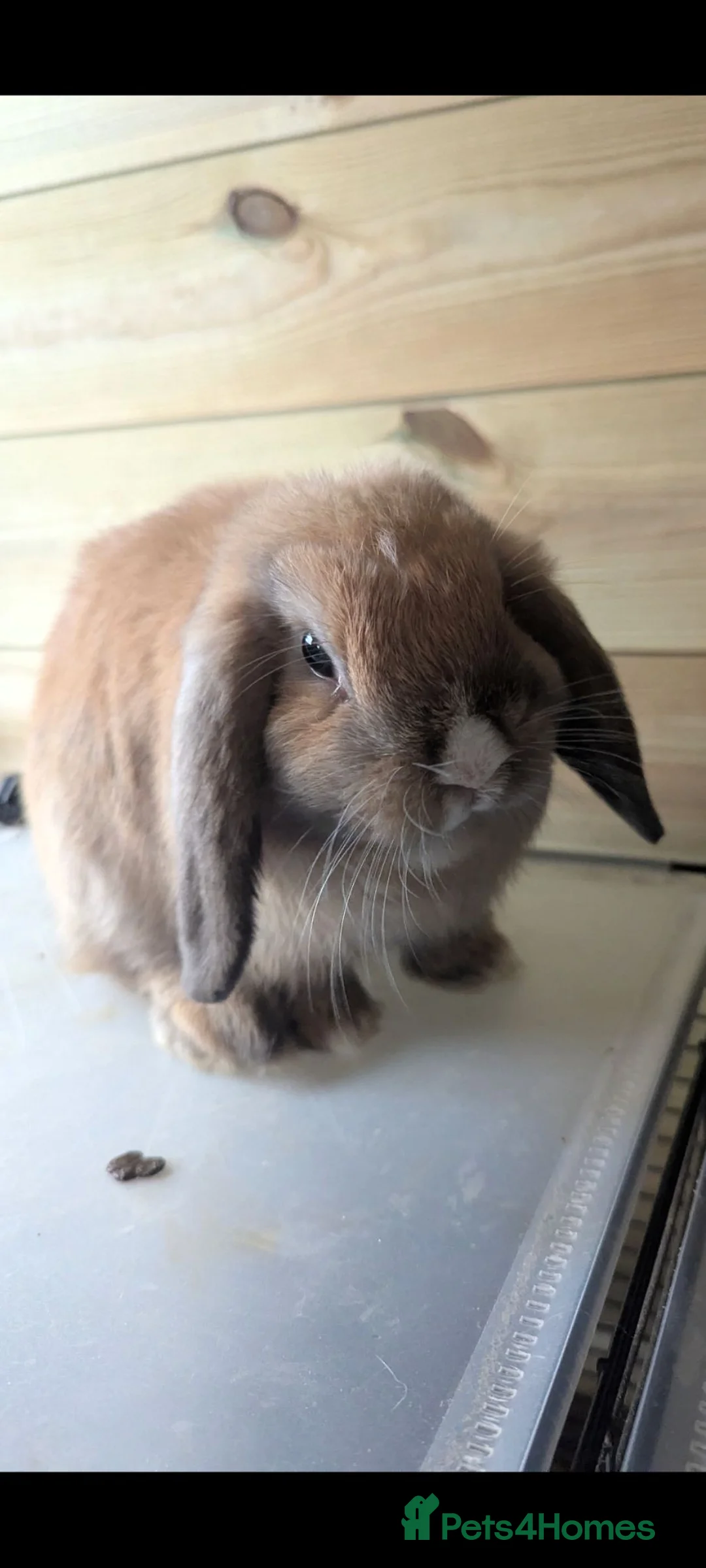 Mini Lop rabbits for sale: Pure bred mini lop baby rabbits  - Advert 4