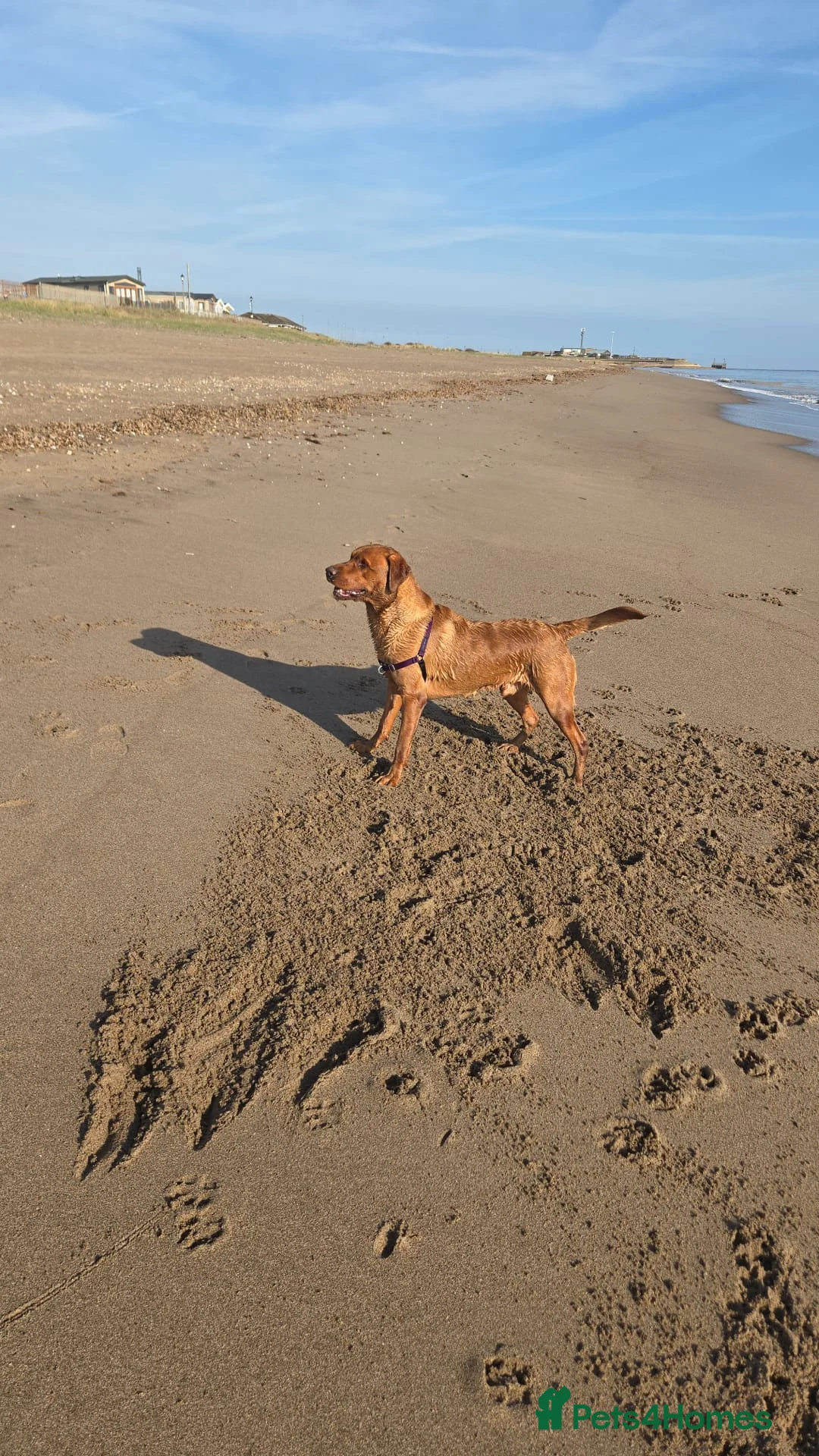 Labrador Retriever dogs for stud: Fox red labrador for stud - Advert 1